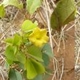 Photos of plants with yellow or golden bloom