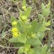 Photos of plants with yellow or golden bloom