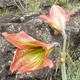 Photos of plants of Cerrado with orange bloom