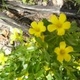 Photos of plants with yellow or golden bloom