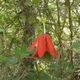 Photos of plants with red bloom