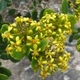 Photos of plants with yellow or golden bloom