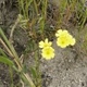 Photos of plants with yellow or golden bloom