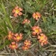 Photos of plants of Cerrado with orange bloom