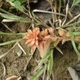 Photos of plants of Cerrado with orange bloom