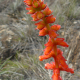 Photos of plants with red bloom