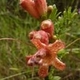 Photos of plants of Cerrado with orange bloom