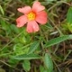 Photos of plants of Cerrado with orange bloom