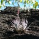 Photos of plants bromeliads and similar plants