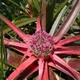 Photos of plants bromeliads and similar plants