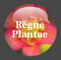 Icone regne plantae