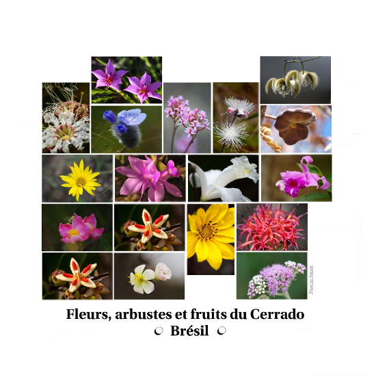 Compositions de photographies - Fleurs, arbustes et fruits de la biomasse Cerrado