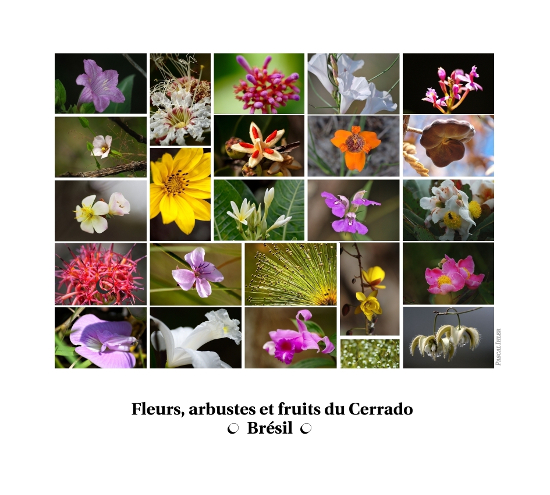 Compositions de photographies - Fleurs, arbustes et fruits de la biomasse Cerrado