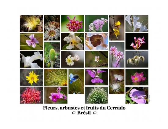 Compositions de photographies - Fleurs, arbustes et fruits de la biomasse Cerrado
