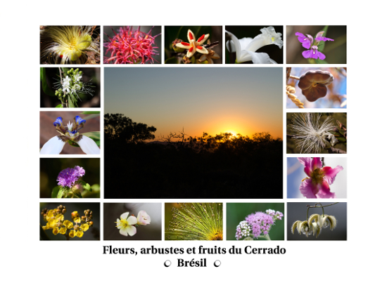 Compositions de photographies - Fleurs, arbustes et fruits de la biomasse Cerrado