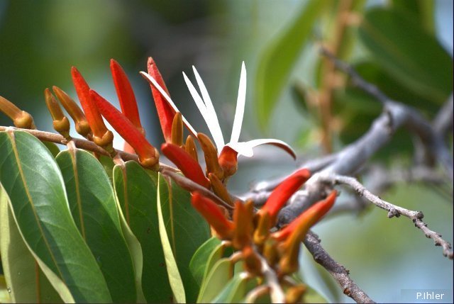 Plantes avec fleur(s) de couleur blanche