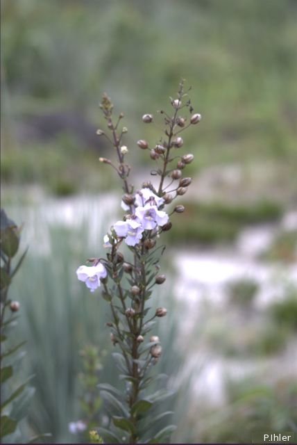 Plantes avec fleur(s) de couleur bleue