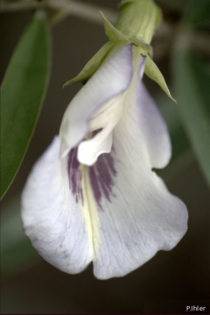 Plantes avec fleur(s) de couleur blanche