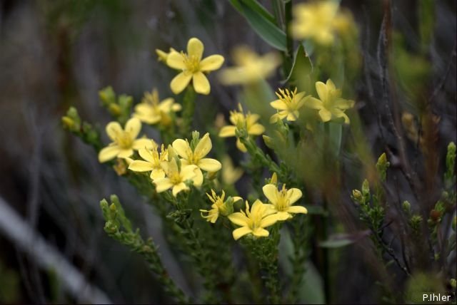 Plantes avec fleur(s) de couleur jaune ou dorée