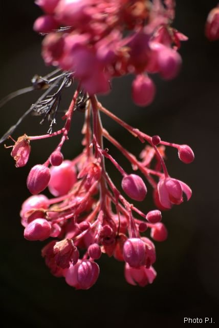 Plantes avec fleur(s) de couleur rouge