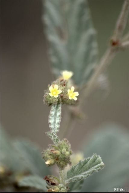 Plantes avec fleur(s) de couleur jaune ou dorée