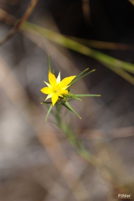 Plantes avec fleur(s) de couleur jaune ou dorée
