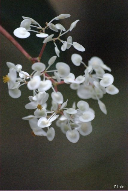 Plantes avec fleur(s) de couleur blanche