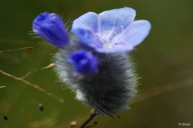 Plantes avec fleur(s) de couleur bleue