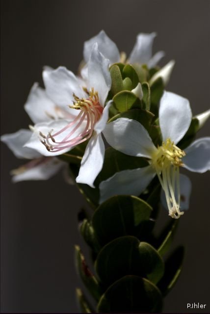 Plantes avec fleur(s) de couleur blanche