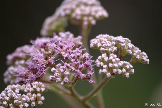 Plantes avec fleur(s) de couleur rose ou violette