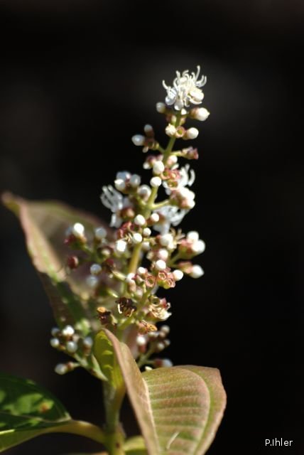 Plantes avec fleur(s) de couleur blanche