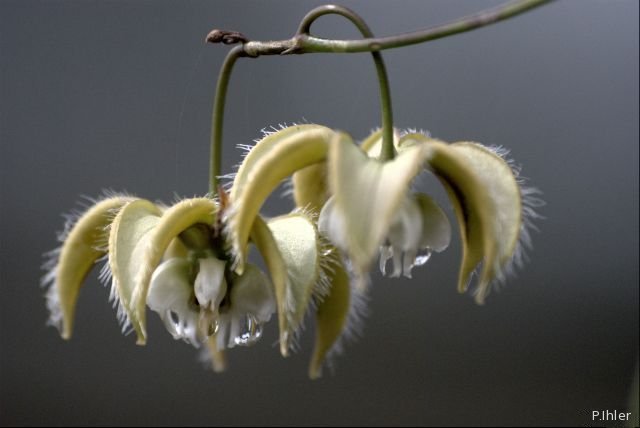 Plantes avec fleur(s) de couleur blanche