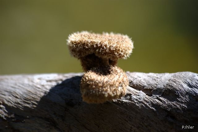 ALTLICHEN