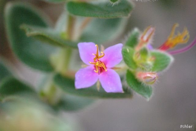 Plantes avec fleur(s) de couleur rose ou violette