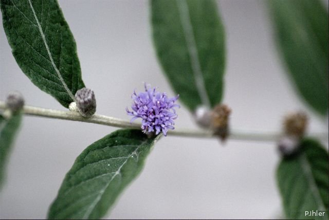 Plantes avec fleur(s) de couleur bleue