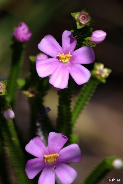 Plantes avec fleur(s) de couleur rose ou violette