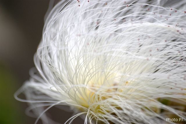 Plantes avec fleur(s) de couleur blanche