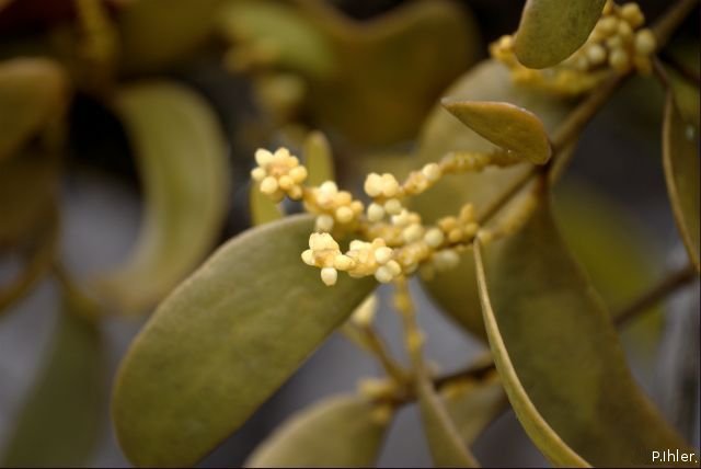 Plantes avec fleur(s) de couleur blanche