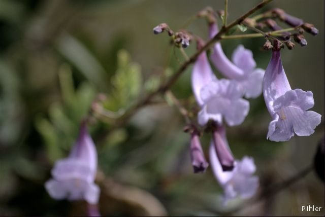 Plantes avec fleur(s) de couleur bleue