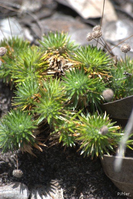Plantes particulières