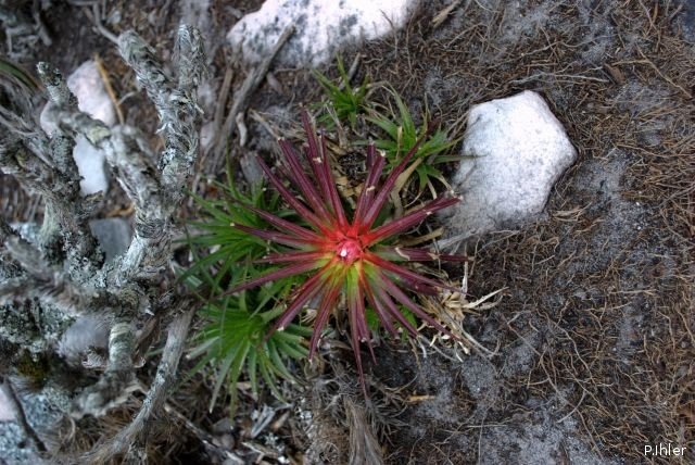 Plantes broméliacées