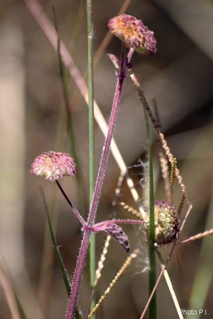 Herbacées et graminées