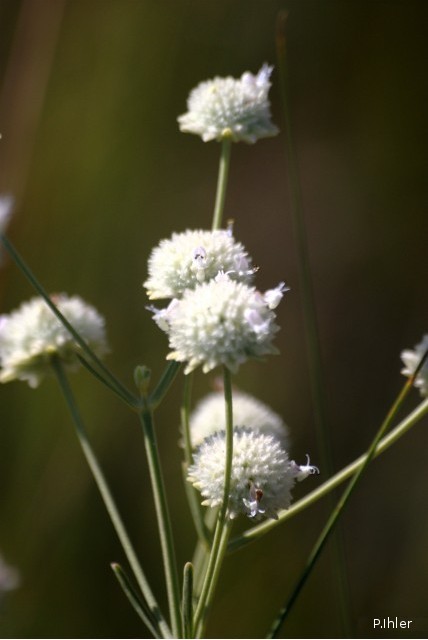 Plantes avec fleur(s) de couleur blanche