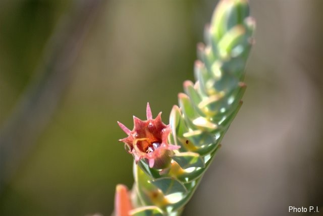Plantes avec fleur(s) de couleur orange