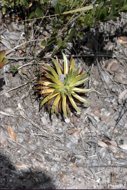 Plantes broméliacées