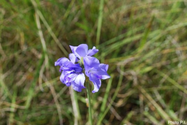 Plantes avec fleur(s) de couleur bleue