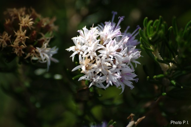 Plantes avec fleur(s) de couleur blanche