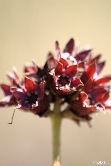 Plantes avec fleur(s) de couleur rouge