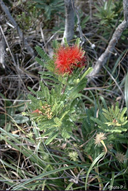 Plantes avec fleur(s) de couleur rouge