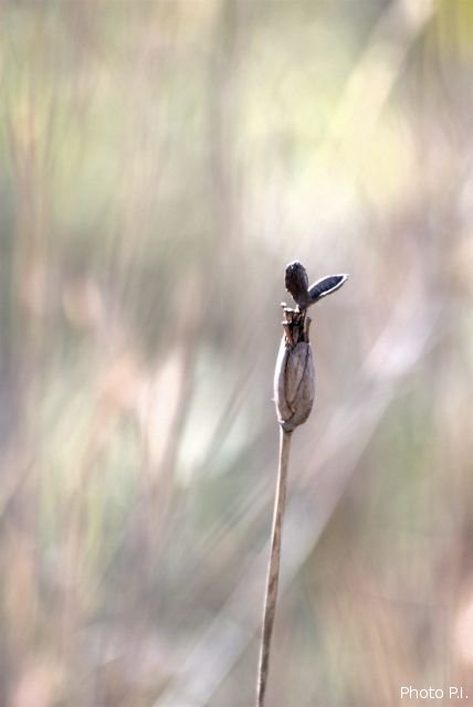 Herbacées et graminées